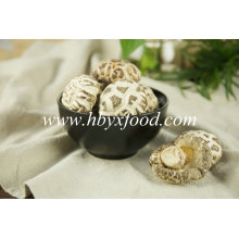 Producto agrícola Secado Deep White Flower Mushroom Supplier